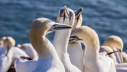 开云app官网下载问题-LCK：Doran阿卡丽落地收割双杀，T1小龙团1换3大胜HLE